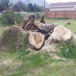 How Much Does Stump Grinding Cost in Utah?