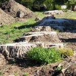 What Is Left After Stump Grinding? What Utah Homeowners Should Expect