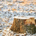 Can You Stump Grind in the Winter? What Utah Homeowners Should Know
